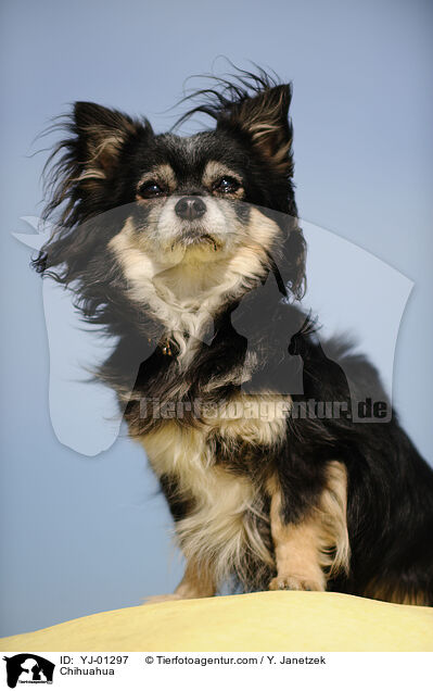 Chihuahua / Chihuahua / YJ-01297