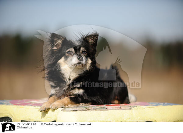 Chihuahua / Chihuahua / YJ-01298