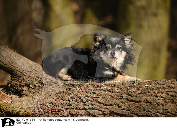 Chihuahua / Chihuahua / YJ-01315