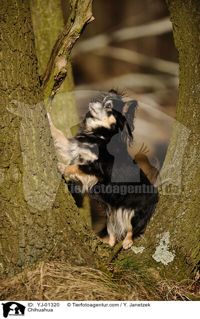 Chihuahua / Chihuahua / YJ-01320