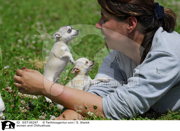 Frau und Chihuahuas / woman and Chihuahuas / SST-06297