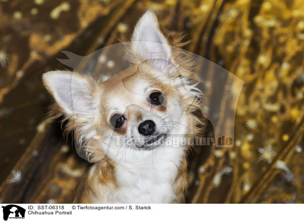 Chihuahua Portrait / Chihuahua Portrait / SST-06318