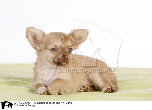 Chihuahua Puppy / KL-03709