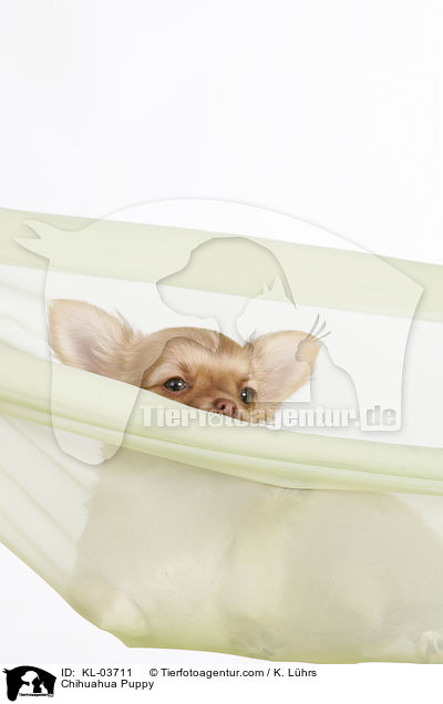 Chihuahua Welpe / Chihuahua Puppy / KL-03711