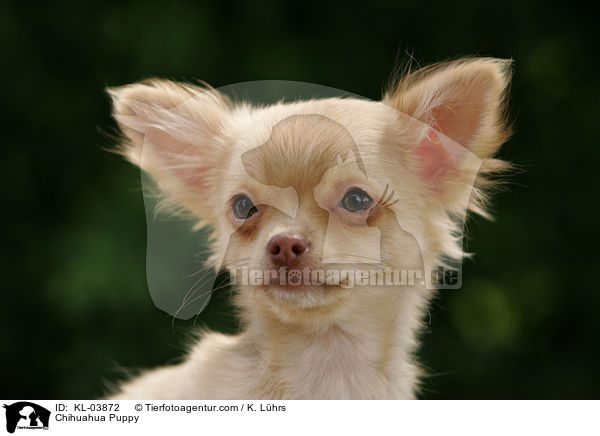 Chihuahua Puppy / KL-03872