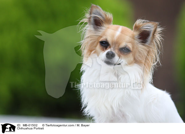 Chihuahua Portrait / MB-01502