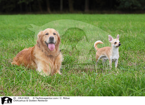 Chihuahua & Golden Retriever / CR-01805