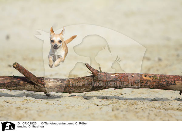 jumping Chihuahua / CR-01820