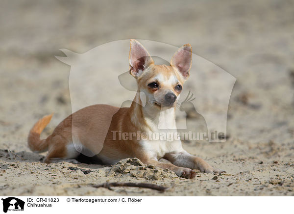 Chihuahua / CR-01823
