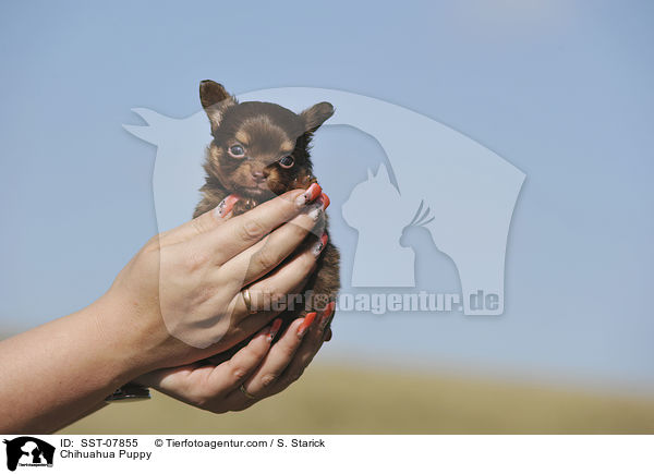 Chihuahua Puppy / SST-07855