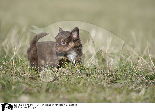 Chihuahua Puppy / SST-07856