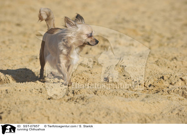 running Chihuahua / SST-07857
