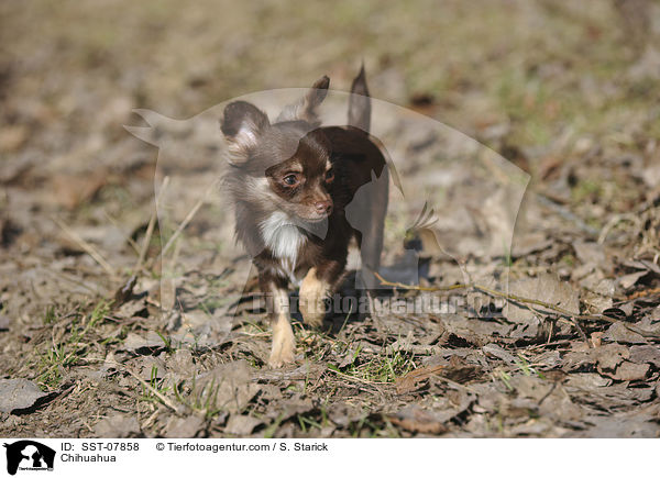 Chihuahua / SST-07858