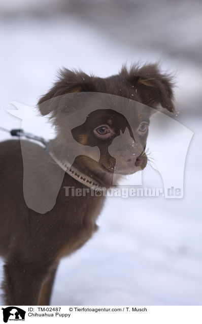 Chihuahua Puppy / TM-02487