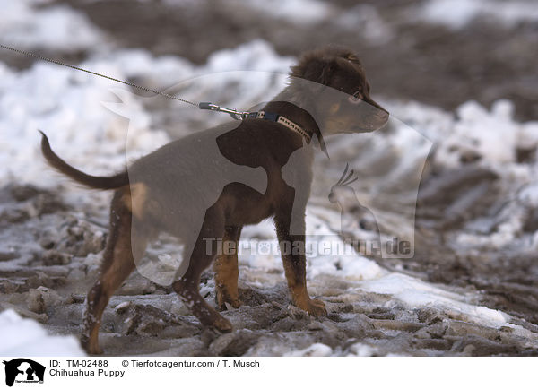 Chihuahua Puppy / TM-02488