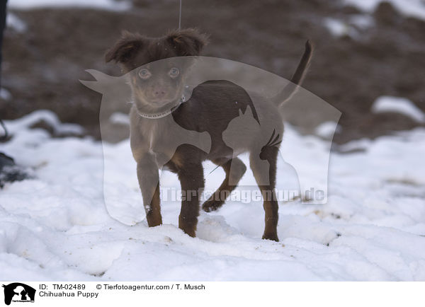 Chihuahua Puppy / TM-02489