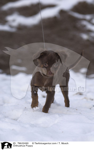 Chihuahua Puppy / TM-02490