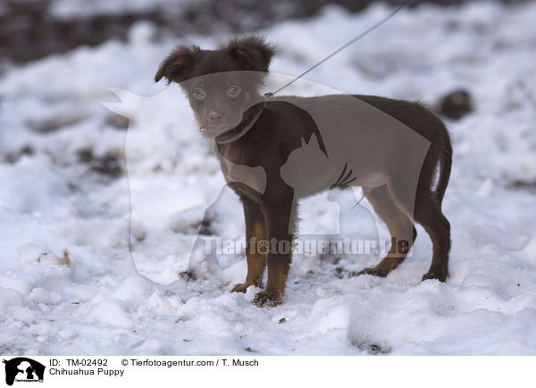 Chihuahua Puppy / TM-02492