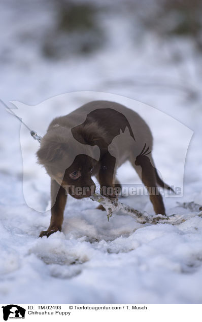 Chihuahua Puppy / TM-02493
