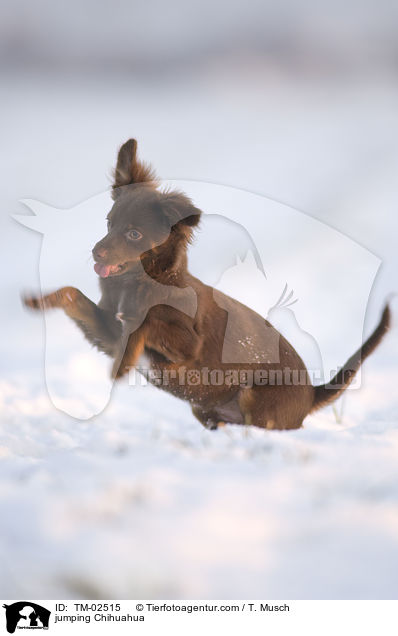 jumping Chihuahua / TM-02515