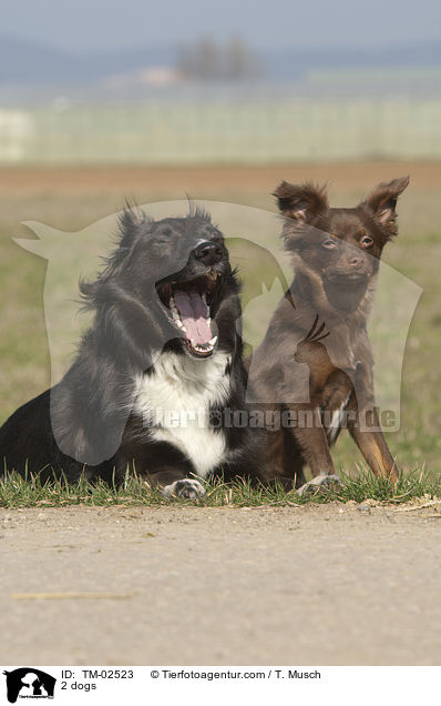 2 dogs / TM-02523