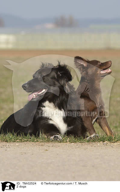 2 dogs / TM-02524