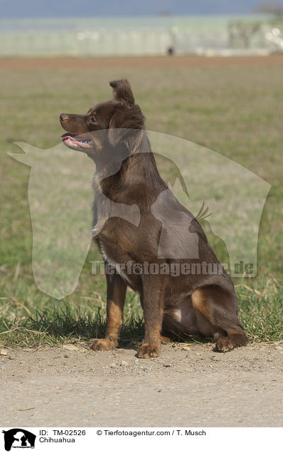Chihuahua / TM-02526