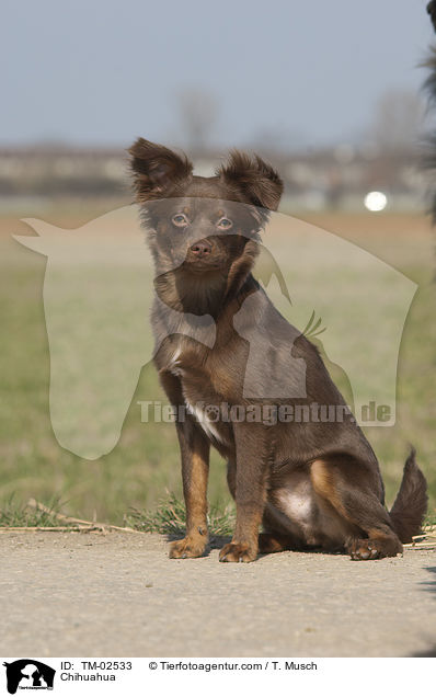 Chihuahua / TM-02533
