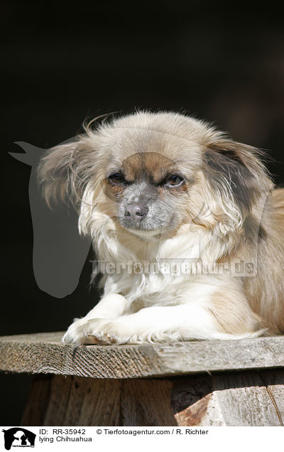 lying Chihuahua / RR-35942