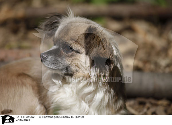 Chihuahua / RR-35952