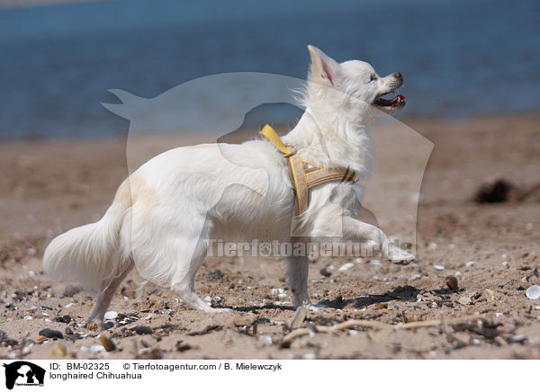 longhaired Chihuahua / BM-02325