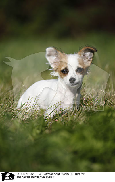 longhaired chihuahua puppy / RR-40061