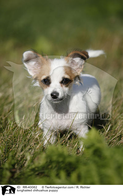 longhaired chihuahua puppy / RR-40062