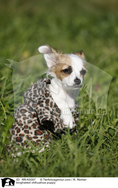 longhaired chihuahua puppy / RR-40097