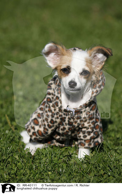 longhaired chihuahua puppy / RR-40111
