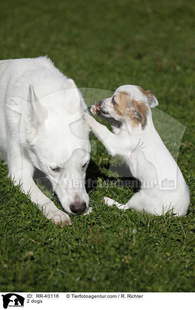 2 dogs / RR-40116