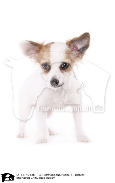 longhaired Chihuahua puppy / RR-40435