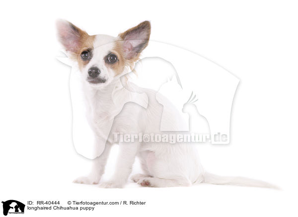 longhaired Chihuahua puppy / RR-40444