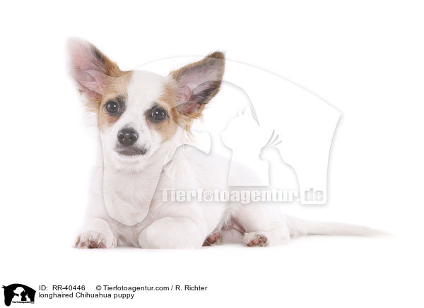 longhaired Chihuahua puppy / RR-40446