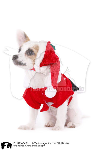 longhaired Chihuahua puppy / RR-40451