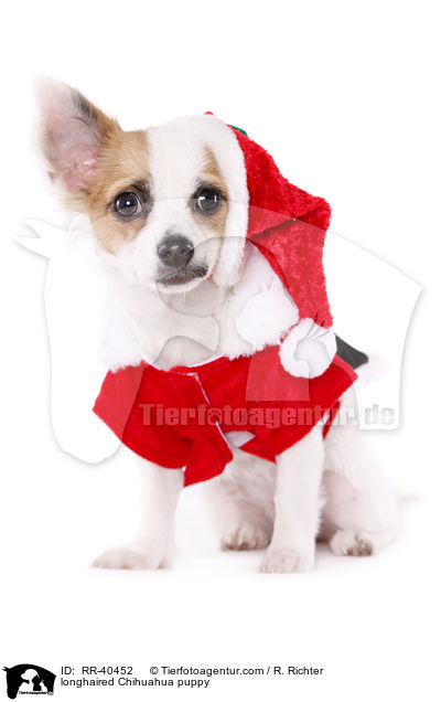 longhaired Chihuahua puppy / RR-40452