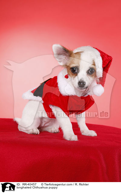Langhaarchihuahua Welpe / longhaired Chihuahua puppy / RR-40457