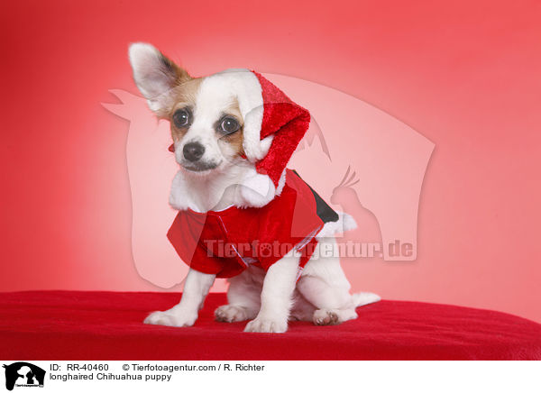 longhaired Chihuahua puppy / RR-40460