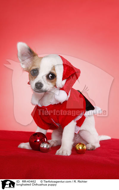 Langhaarchihuahua Welpe / longhaired Chihuahua puppy / RR-40462