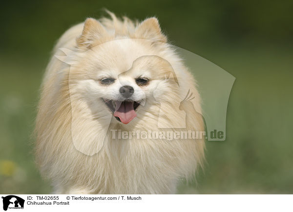 Chihuahua Portrait / TM-02655