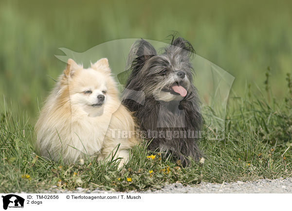 2 dogs / TM-02656