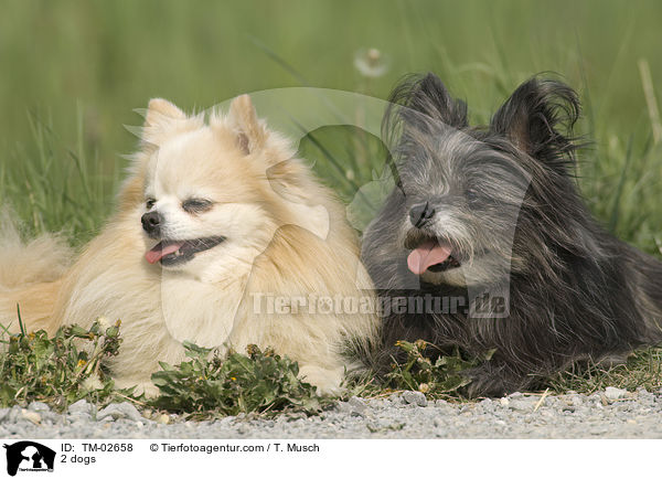 2 dogs / TM-02658
