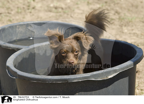 longhaired Chihuahua / TM-02753