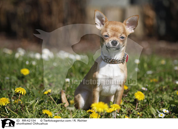 shorthaired Chihuahua / RR-42154