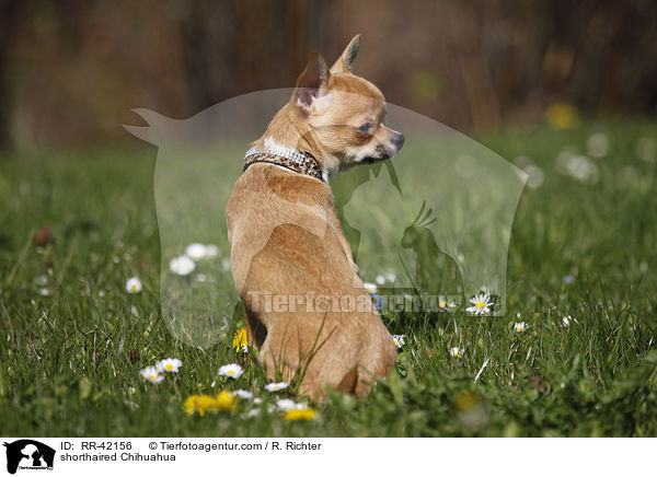 shorthaired Chihuahua / RR-42156